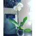 Воздухоувлажнитель Kitfort KT-2803-1 White/Black